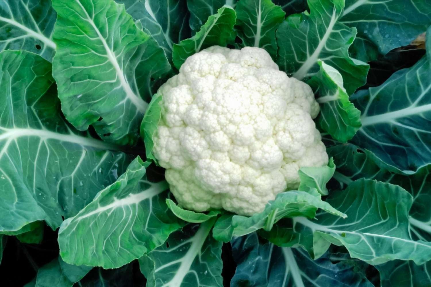 Brassicaceae