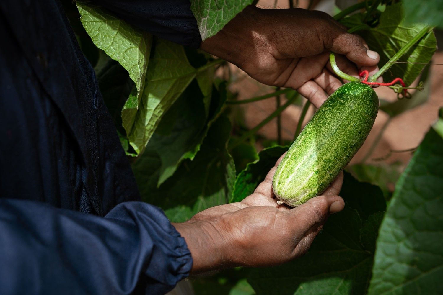 Fresh cucumber harvest - Quality produce from BSV Seeds