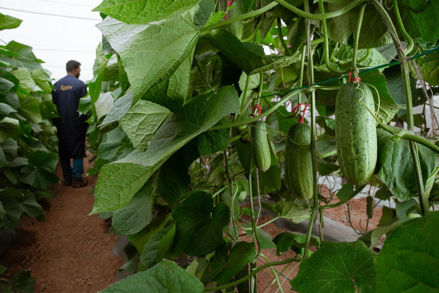 Greenhouse vegetable cultivation - Modern farming techniques