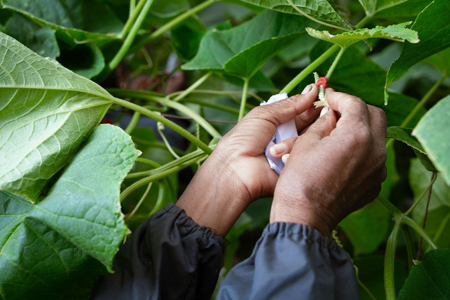 Premium quality seeds - BSV Seeds product showcase