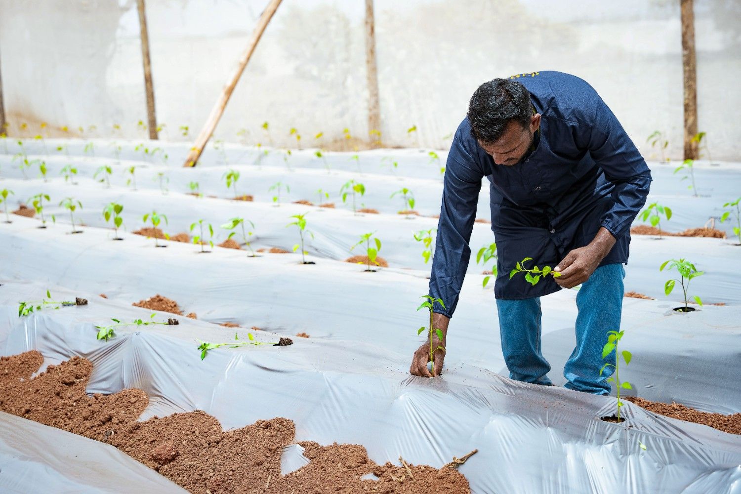 Greenhouse cultivation - Expert care for seedling production